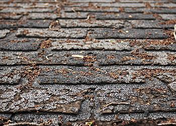 Timothy's Roofing Inc. Images